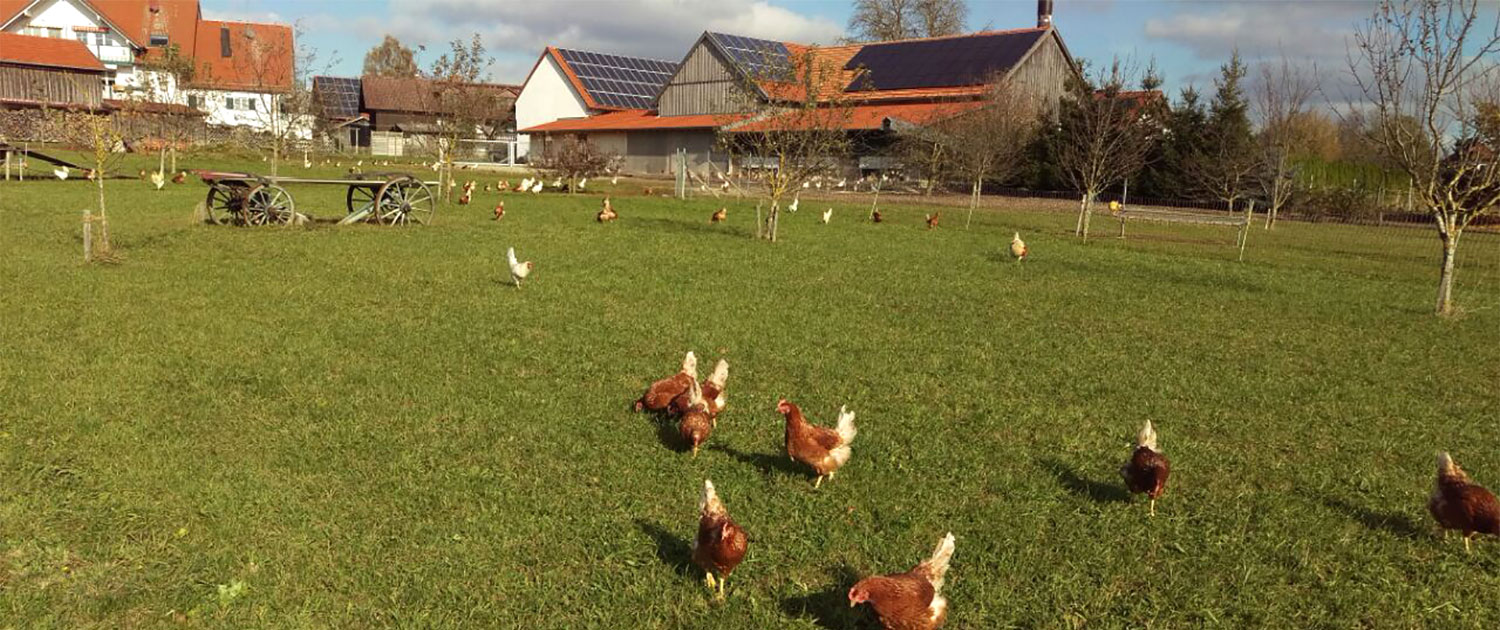 Geflügelhof Dürr Bio Hühnerhaltung