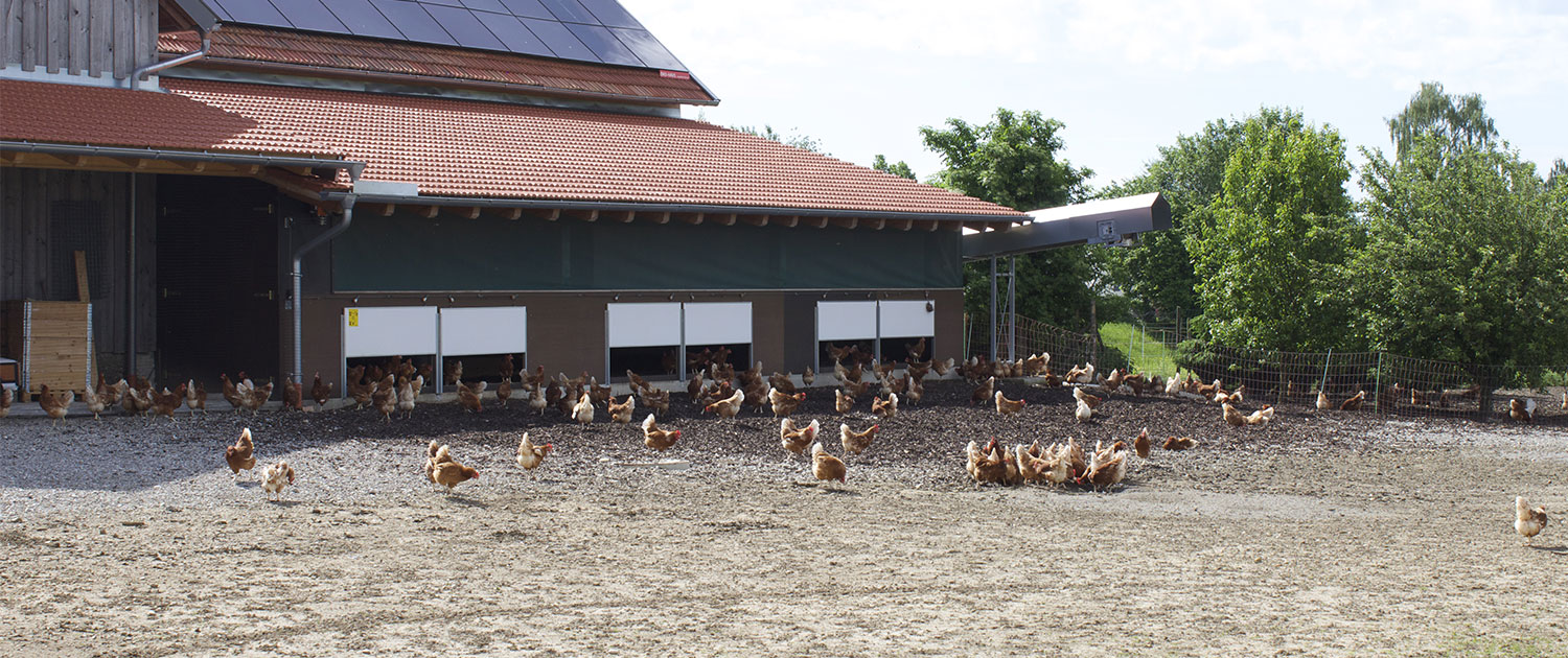 Hühnerstall mit Freilauf